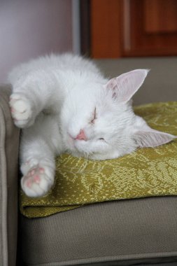 Beyaz kedi pençelerini uzatarak uyuyor.