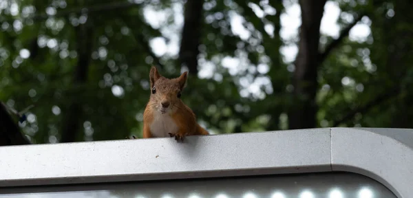 Sincap kameraya yüksekten bakıyor.