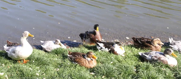 Muchos Patos Lago Comen Pan — Foto de Stock