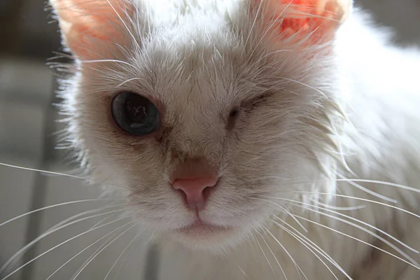 湿湿的一只独眼白猫盯着摄像机 — 图库照片