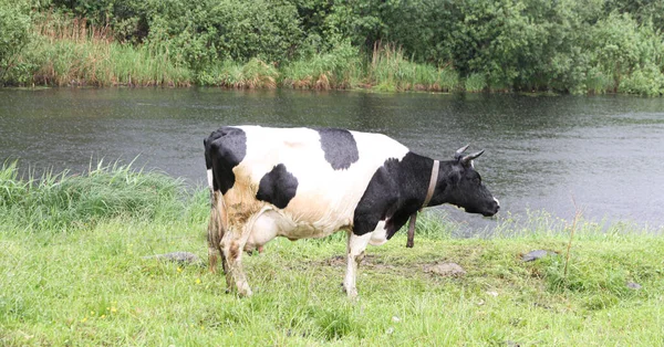 Yaz otlağında inek