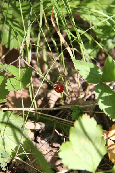 Fraises Sauvages Sauvages Dans Herbe — Photo