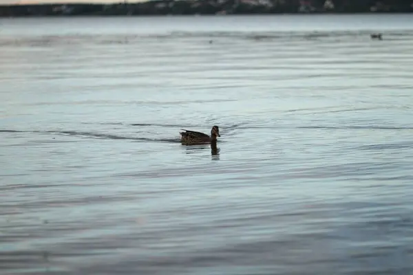 Ördek yumuşak bir gölde yüzer ve yiyecek arar.