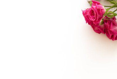 Beyaz arka planda pembe güller