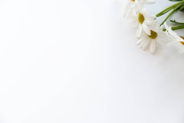 Beyaz arka planda sarı bir çekirdekli beyaz papatyalar.