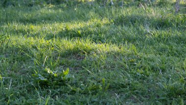 Güneş ışınları yeşil otları aydınlatır