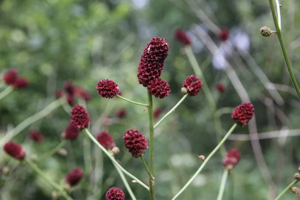 Doğada kana susamış bir ilaç. Sanguisorba officinalis. Siyah Başlık