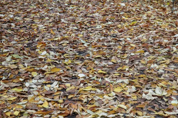 Düşen sarı ve turuncu sonbahar yaprakları yerde yatar. Çerçevenin ortasına odaklan.