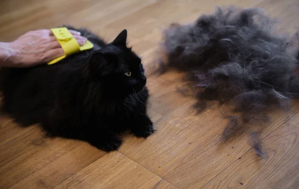 Kara kedi fazla yünden taranmış ve temizlenmiş.