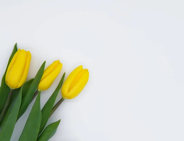 Beyaz arka planda bir buket lale.