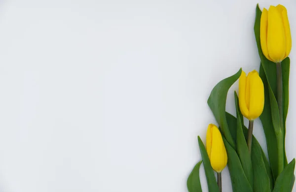 Beyaz arka planda bir buket lale.