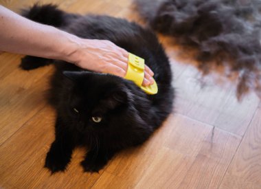 Kara kedi fazla yünden taranmış ve temizlenmiş.