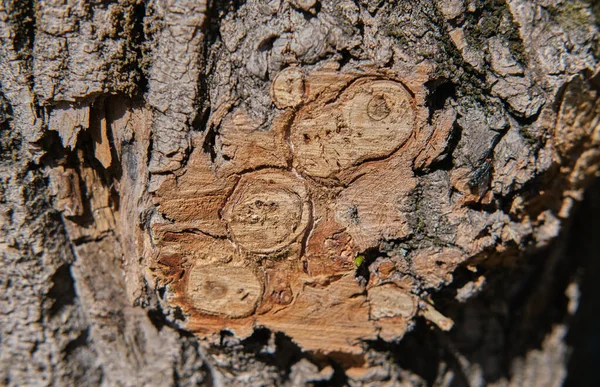 Kahverengi ağaçta dalların pürüzsüz kesimi