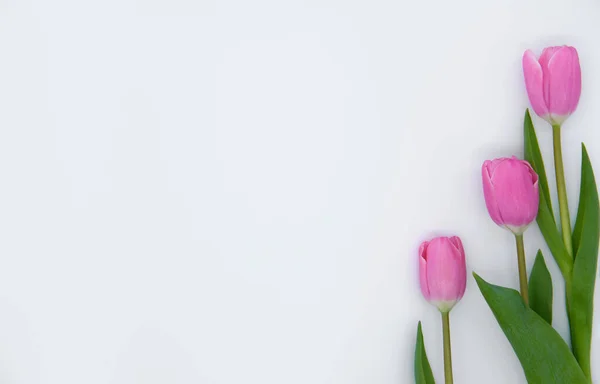 Beyaz arka planda bir buket lale.