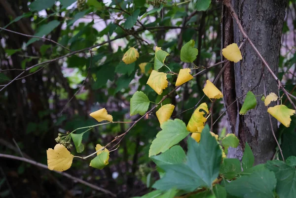 Sonbahar geliyor. Sarı huş yaprakları yakın plan