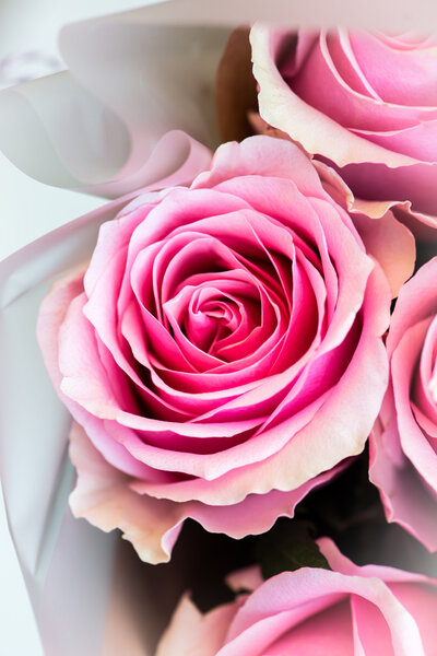 Bouquet of beautiful pink roses