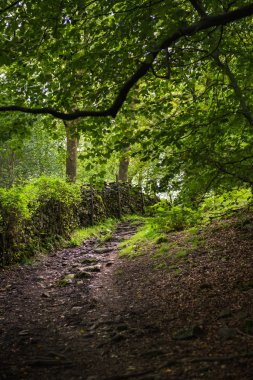 Path in the Woods near Orrest Head, Windermere, Cumbria, UK clipart