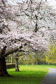 Картина, постер, плакат, фотообои "blooming tree branches with white flower", артикул 105682152