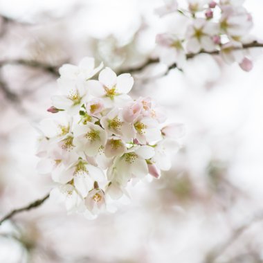 Beyaz çiçek çiçek açan ağaç dalları