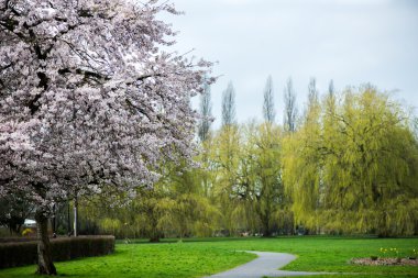 Beyaz çiçek çiçek açan ağaç dalları