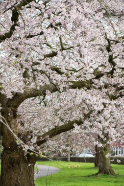 Beyaz çiçek çiçek açan ağaç dalları