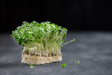Seçici odak, sığ Dof taze tere salatası makro çekim