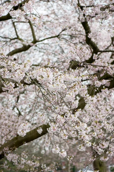 Ramas de árboles florecientes con flor blanca — Foto de Stock
