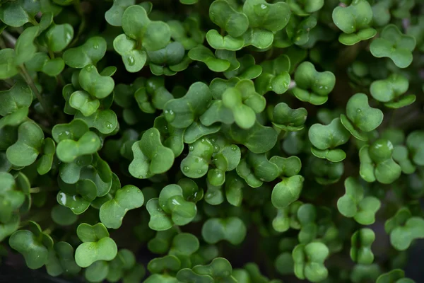 Fresh Cress Salad Closeup — Stock Photo, Image
