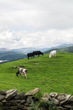 Windermere Gölü'nden Meadows inek ile kafasına Orrest