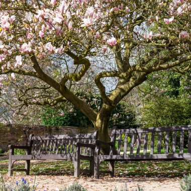 İngiliz Bahçesi hafif Pembe Manolya ağacında