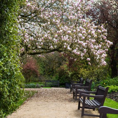 İngiliz Bahçesi hafif Pembe Manolya ağacında