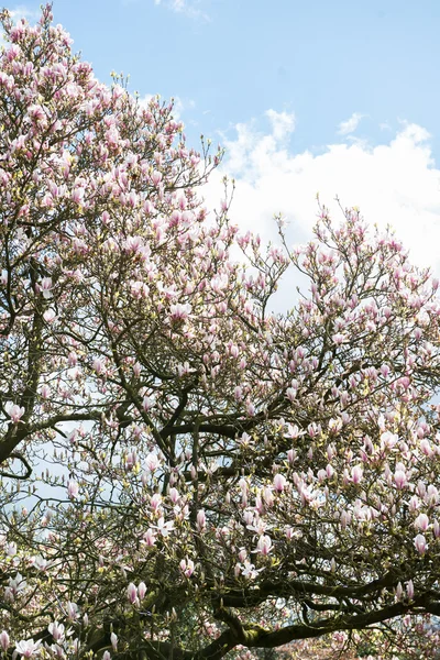 Magnolia rosa claro árbol — Foto de Stock