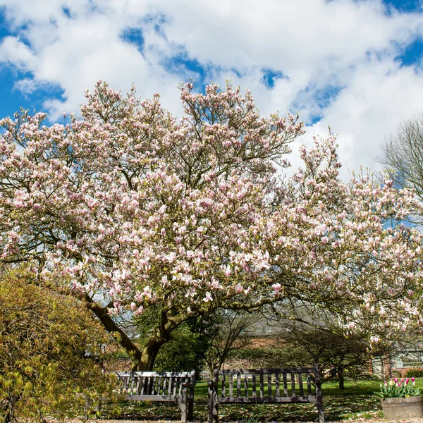 Magnolia rosa claro en jardín inglés —  Fotos de Stock