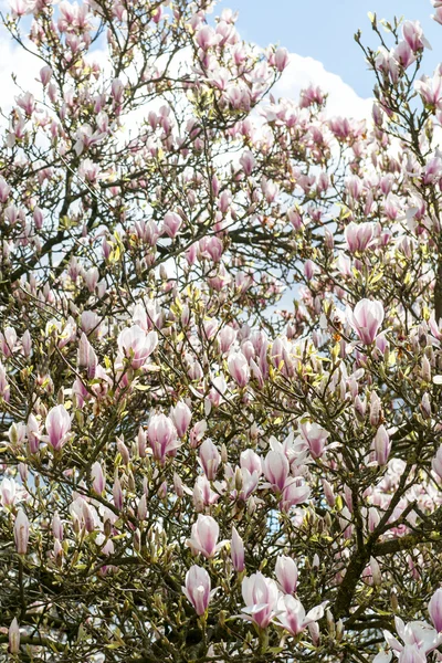 Magnolia rosa claro árbol — Foto de Stock