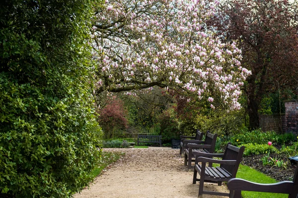 Világos rózsaszín magnólia fát, az angol kert — Stock Fotó