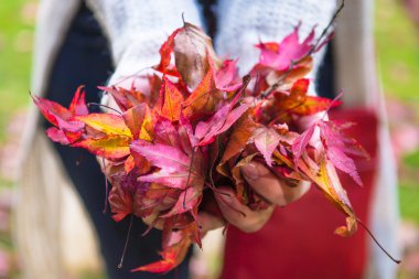 Farklı renkler sonbahar yaprakları holding eller