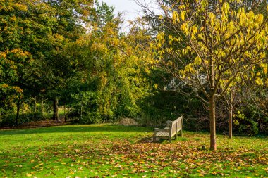 Sonbahar başında sonbahar parkta güzel tezgah