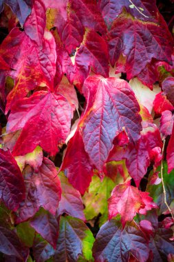 Tuğla duvara Ivy kırmızı ve yeşil yaprakları