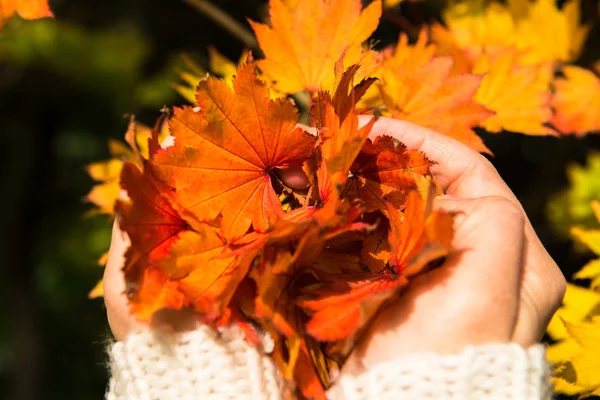 Jesienne liście różnych kolorach trzymając się za ręce — Zdjęcie stockowe