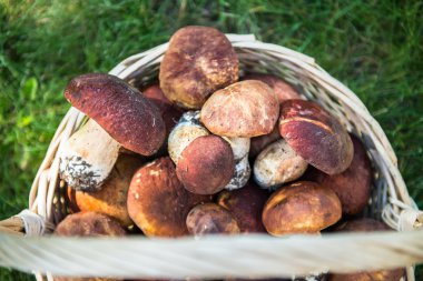 Taze mantar Boletus sepete aldı