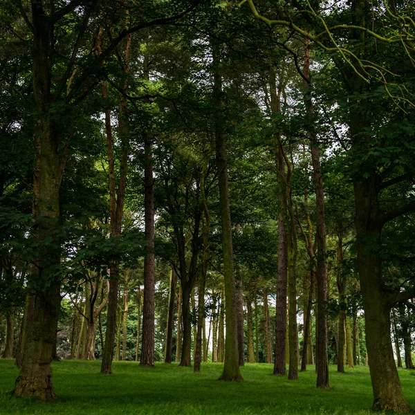 Yazın güzel yeşil orman — Stok fotoğraf