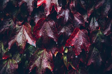 Yaban üzümlerinin parlak kırmızı yaprakları ya da duvardaki sarmaşık yaprakları. Sonbahar sezonu, sonbahar arka plan konsepti