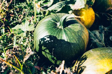 Cadılar Bayramı ve Şükran Günü 'nden önce balkabağı tarlada toplanıyor. Harika aile zamanı.