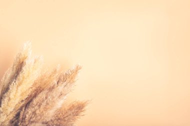 Reed Plume Kökü, Kurumuş Pampas Çimi, Ev İçin Dekoratif Tüylü Çiçek Düzenleme, Plaj Teması, Yeni Moda Ev Dekorasyonu, Boşluk Kopyalama