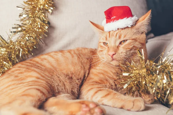 Niedliche Kleine Ingwerkatze Liegt Mit Weihnachtsmütze Auf Dem Sofa Weihnachts — Stockfoto