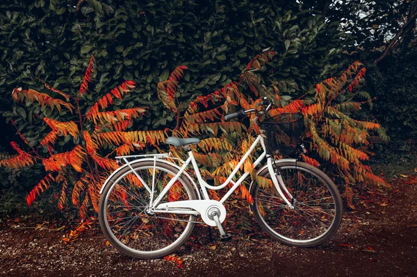 Vintage Gerahmtes Fahrrad Mit Korb Das Der Nähe Von Herbstbusch — Stockfoto