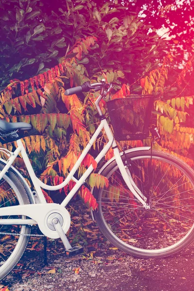 Vintage Gerahmtes Fahrrad Mit Korb Das Der Nähe Von Herbstbusch — Stockfoto