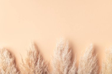 Dried Pampas Grass clipart