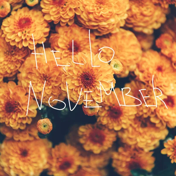 Hallo Novembertext und Chrysanthemen — Stockfoto