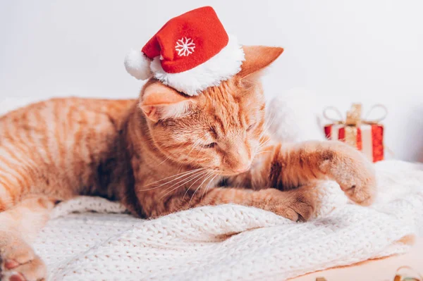 Roztomilý zázvor kočka v vánočním klobouku — Stock fotografie